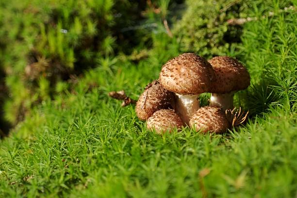 istock mushroom family on moss 525530197