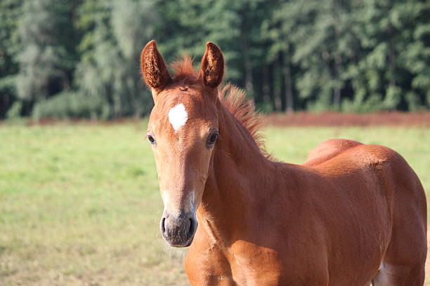 istock Beautiful chestnut foal portrait in summer 525530213