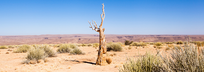 A beautiful landscape in Namibia with a dead Quiver tree.