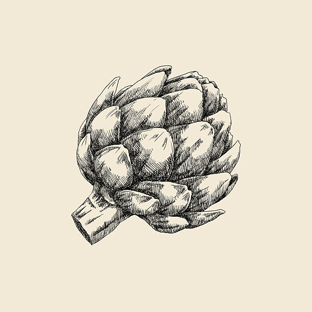 illustrations, cliparts, dessins animés et icônes de artichaut croquis - artichoke vegetable isolated food