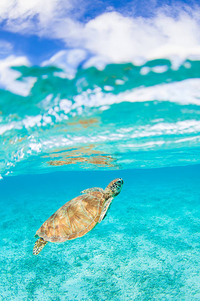 istock Sea Turtle comes up for air 525540557