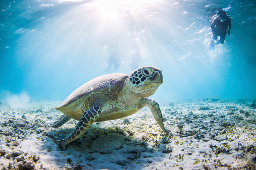 A sea turtle enjoying a swim around with some people snorkelling around him. Sun beams shine down through the water.