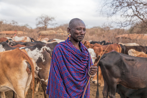 Maasai elder with staff in hand dressed in traditional checked shuck with pesl revelry in his stretched earlobes is standing  among zebu cattle in the village. It is early morning and the cattle are still inside the village boundaries to protect them from wild animals.