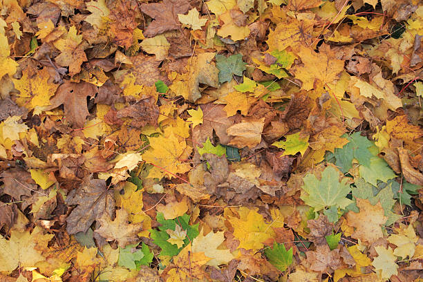 istock Dry leaves at autumn 525542245