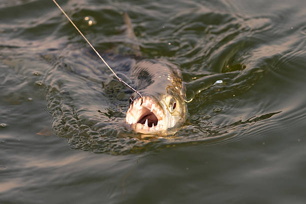 istock Tiger Fish Lake Kariba 525542431
