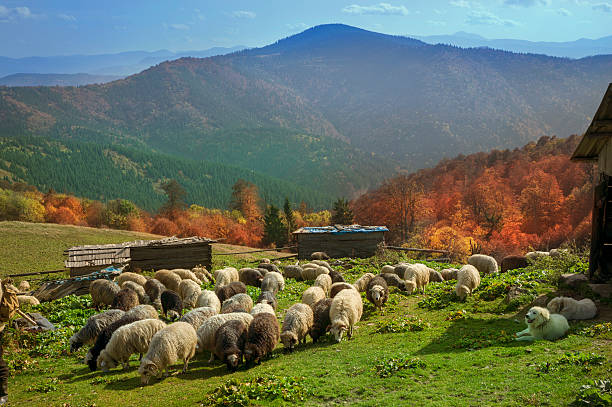 istock Transcarpathian pastures in autumn 525542715