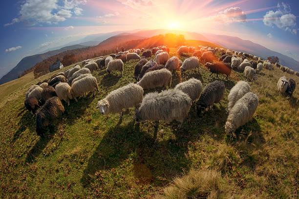 istock Transcarpathian pastures in autumn 525542737