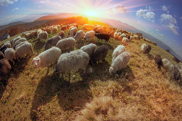 istock Transcarpathian pastures in autumn 525542741