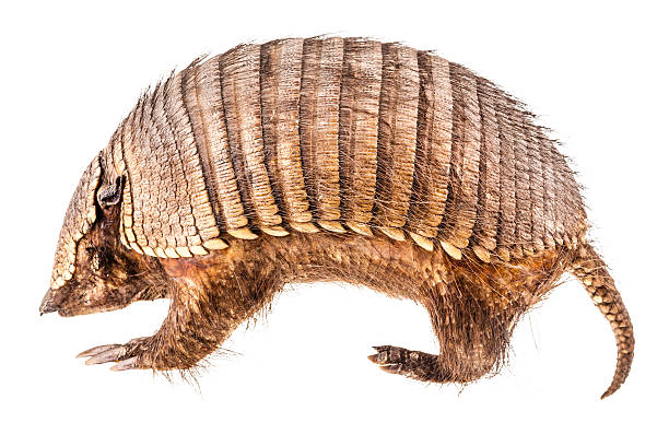 Stuffed Armadillo a stuffed armadillo isolated over a white background armadillo stock pictures, royalty-free photos & images