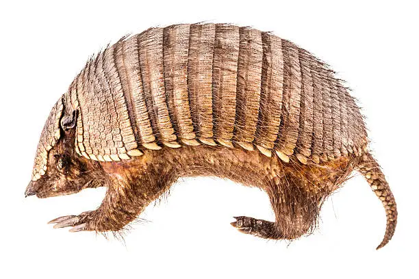 a stuffed armadillo isolated over a white background