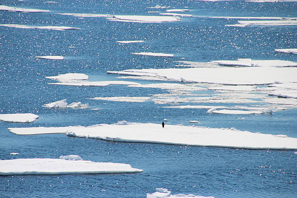 One lonely penguin walking around on the ice in Antarctica A lonely penguin walking around on the ice in Antarctica around the Argentine Islands petermann island photos stock pictures, royalty-free photos & images