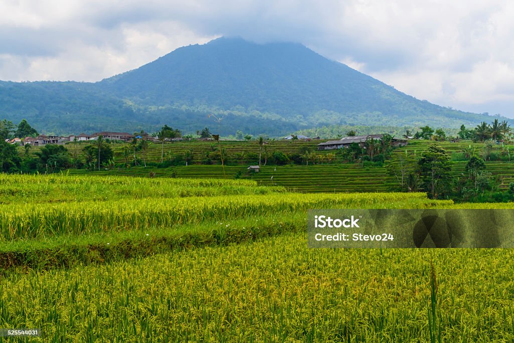 Jatiluwih Rice Terrace Jatiluwih stepped rice terraces with a few houses and a mountain in the background. Agriculture Stock Photo