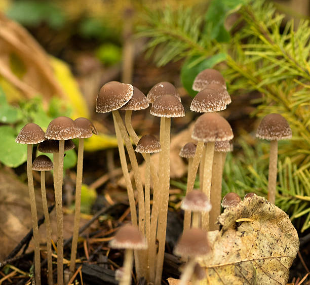 istock Mushrooms with long stems in the forest 525544121
