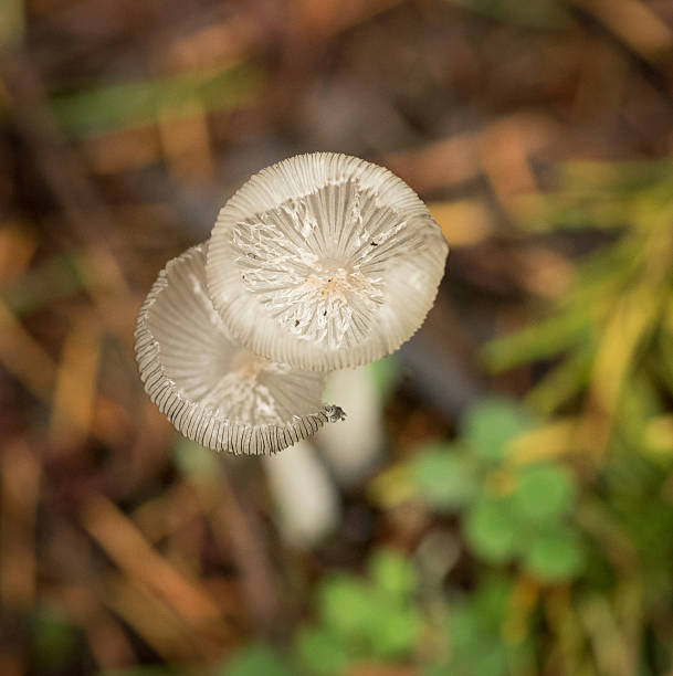 istock White mushroom in the forest 525544173