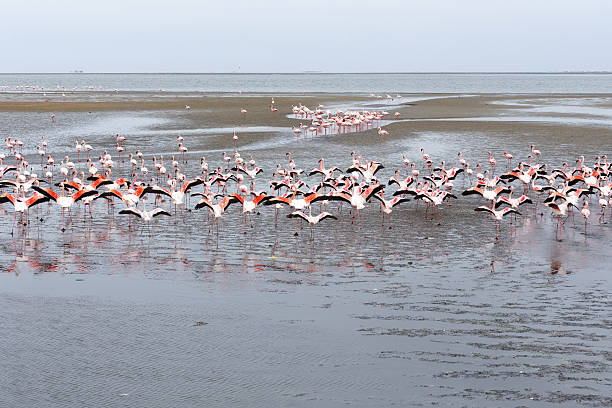 istock Rosy Flamingo colony in Walvis Bay Namibia 525544419