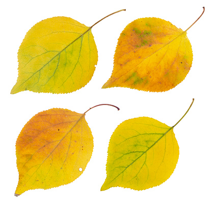 A few isolated bright autumn leaves on white background