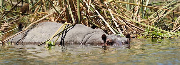 hipopótamo - hippopotamus amphibian sleeping hippo sleeping - fotografias e filmes do acervo