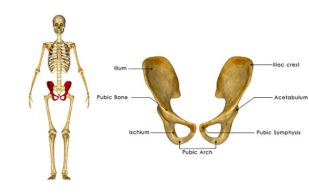 palvic 엉덩관절 거들 - hip femur ilium pelvis 뉴스 사진 이미지