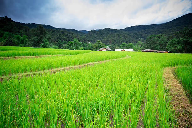 натурального тайского рисовое поле - laos hut southeast asia shack стоковые фото и изображения