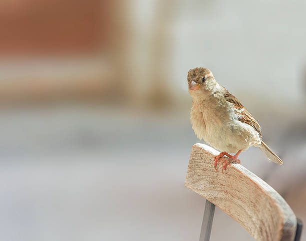 istock Cute sparrow perched on chair. 525547919