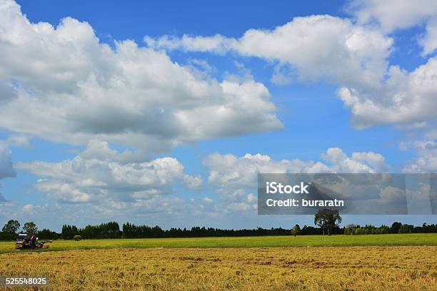 Golden Rice Stock Photo - Download Image Now - Agricultural Field, Agriculture, Architecture