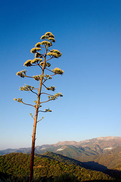 istock Cactus flower in Andalusian hills 525548379