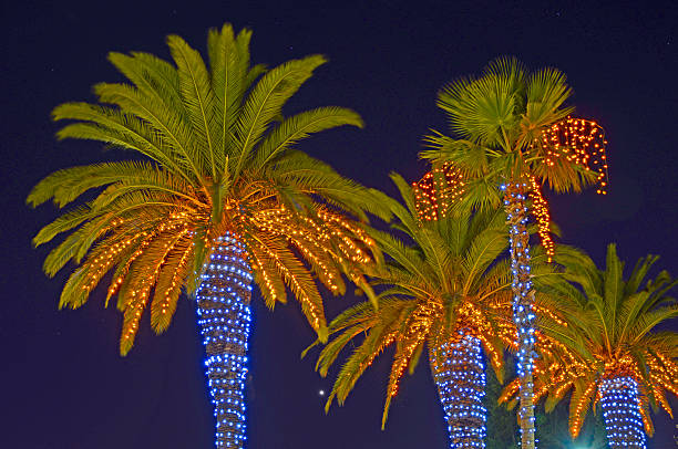 Christmas Holiday Lights in Palm Trees stock photo