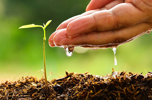 Seeding, seedling, male hand watering young tree stock photo