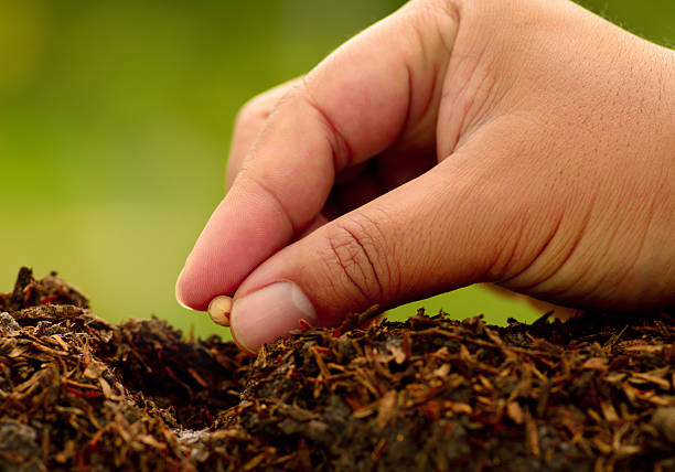 istock Male hand seeding for planting over green environment 525555881