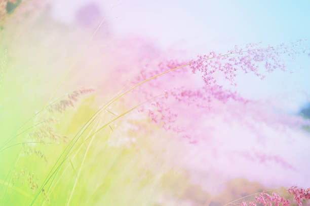 istock Grass Flowers with Soft Focus Color Filtered as Background. 525555921