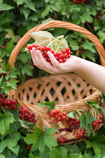 istock Child's hand holds viburnum berries 525556621