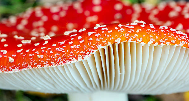 머시룸 - mushroom fly agaric mushroom photograph toadstool 뉴스 사진 이미지