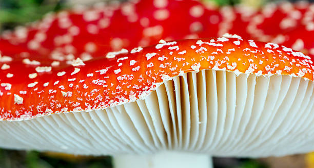 cogumelo - fly agaric imagens e fotografias de stock