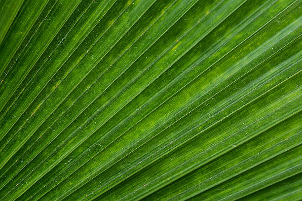 istock Lines and texture of green palm leaves 525557015