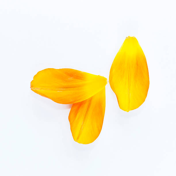 istock Petals of tulip 525559827