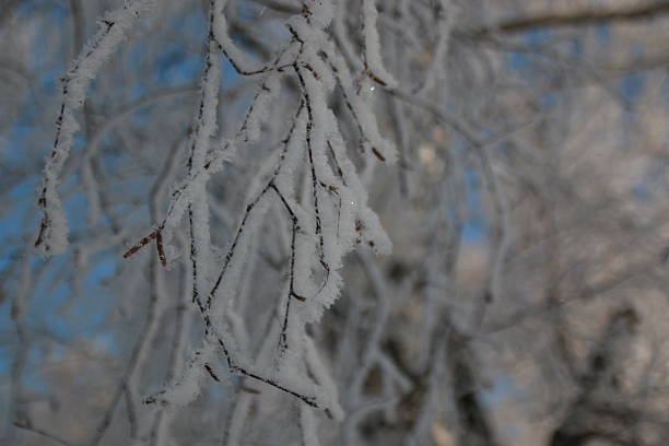 istock branch with snow in winter 525559937
