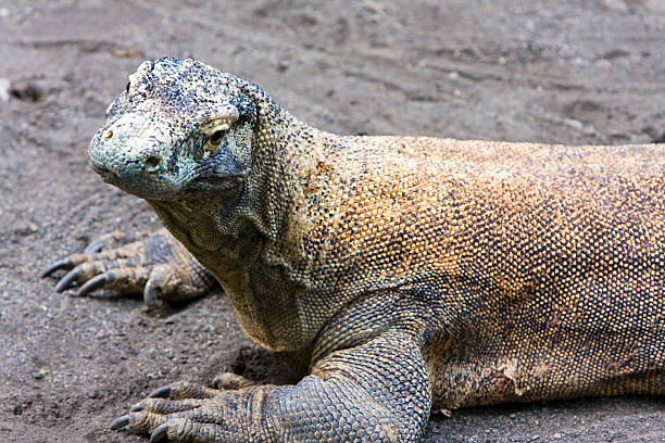 istock Huge monitor lizard on grey sand 525560257