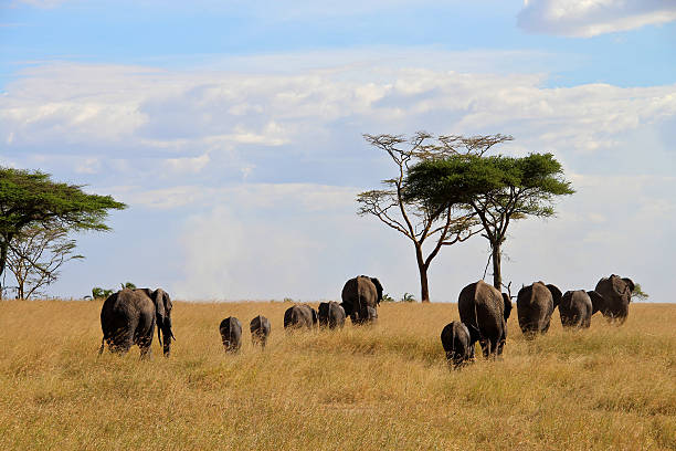 istock Herd of elephants, Serengeti National Park 525560367