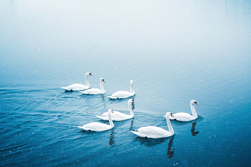 Group of swans swimming on the lake on a snowy winter morning.