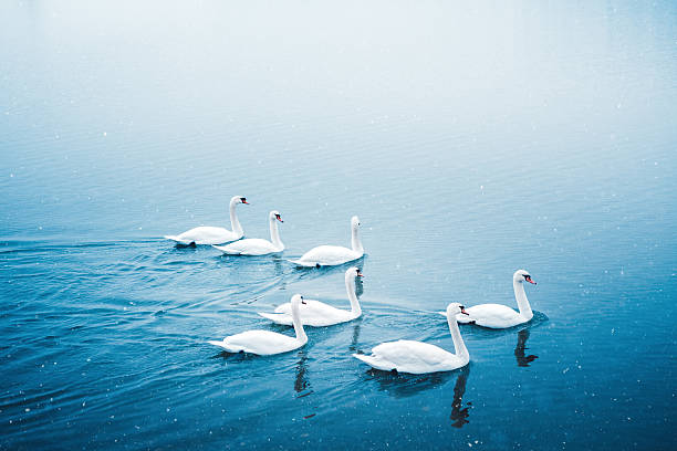 Group Of Swans In Winter Group of swans swimming on the lake on a snowy winter morning. swan at dawn stock pictures, royalty-free photos & images