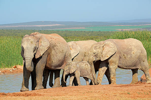 istock African elephants at waterhole 525560881