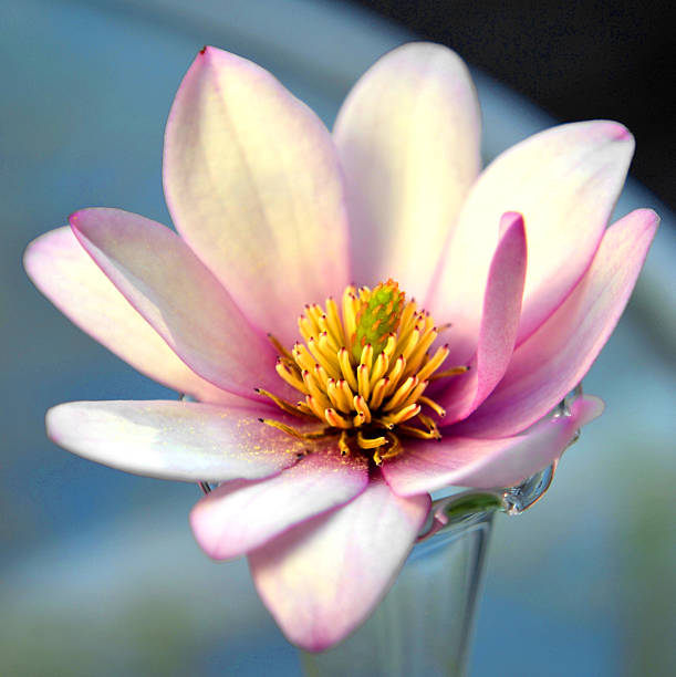 Close up of Spring Magnolia Flower, blurred blue background stock photo