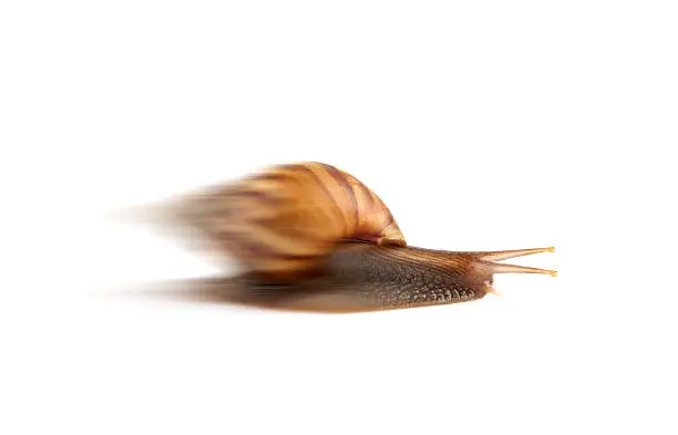 Photo of Garden snail isolated on white background.