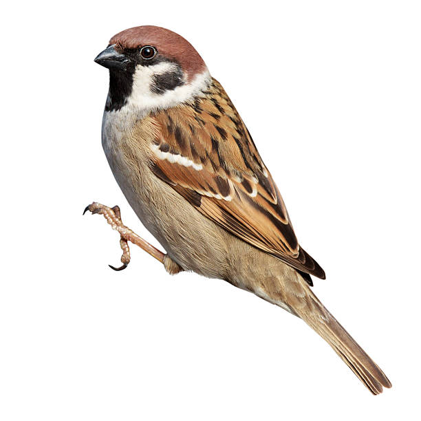 въезд montanus, дерево зонотрихия. - tree sparrow стоковые фото и изображения