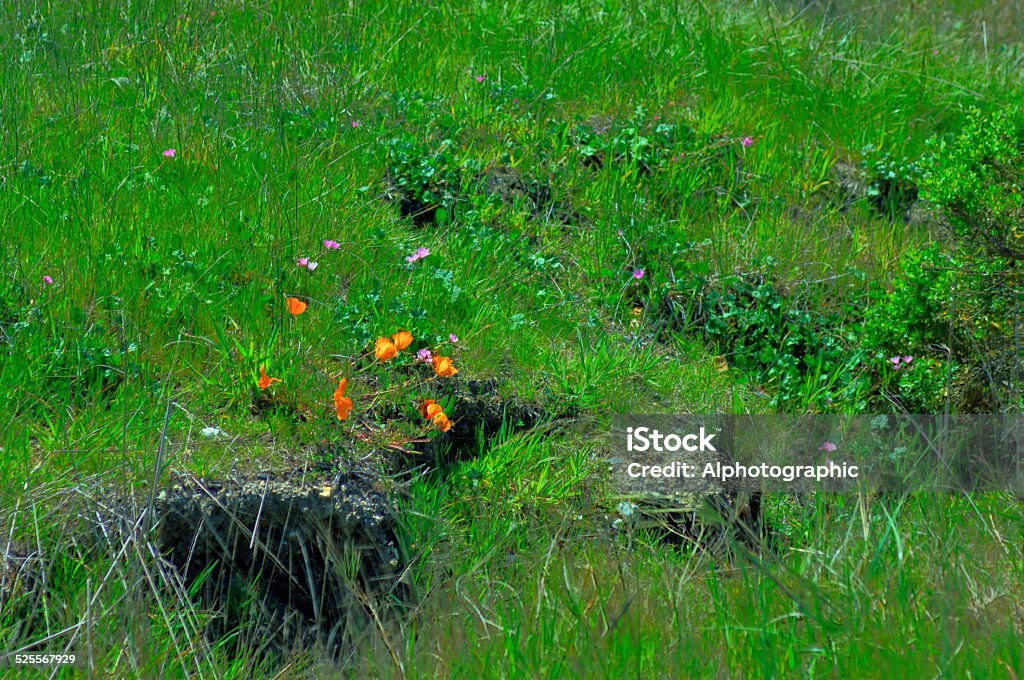 Wild Californian flowers Californian poppy and wild flowers in Northern Californian clifftop. Bindweed Stock Photo