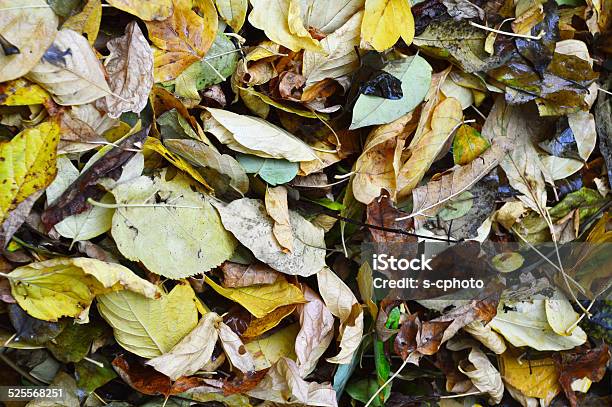 Autumn Season Stock Photo - Download Image Now - Autumn, Falling, Flooring