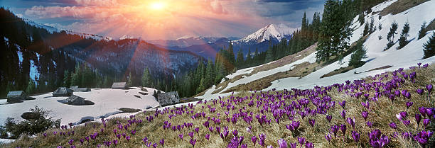 スプリング crocuses carpathians に - spring crocus temperate flower european alps ストックフォトと画像