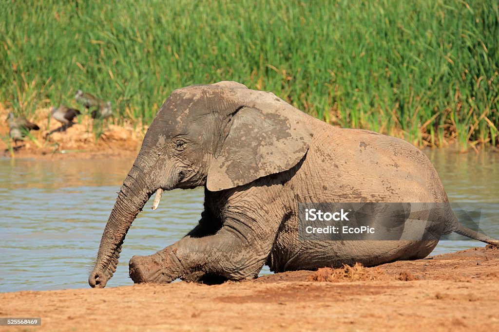 Playful African elephant A playful young  African elephant (Loxodonta africana) at a waterhole, Addo Elephant National Park, South Africa Addo Stock Photo