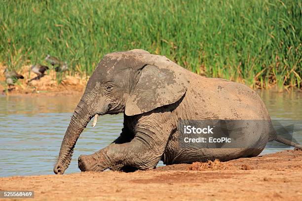 Playful African Elephant Stock Photo - Download Image Now - Addo, Addo Elephant National Park, Africa