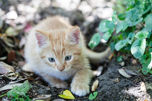 istock Little Cat in the Garden 525569293